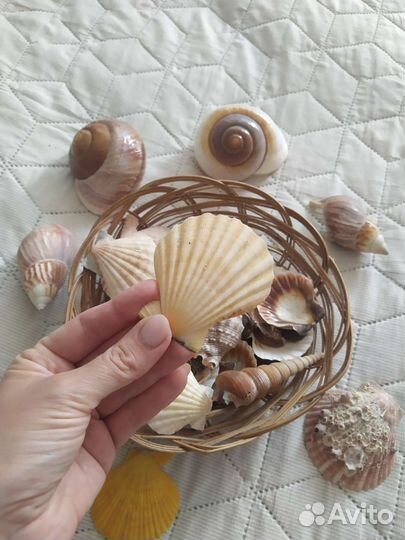 Морские ракушки раковины набором