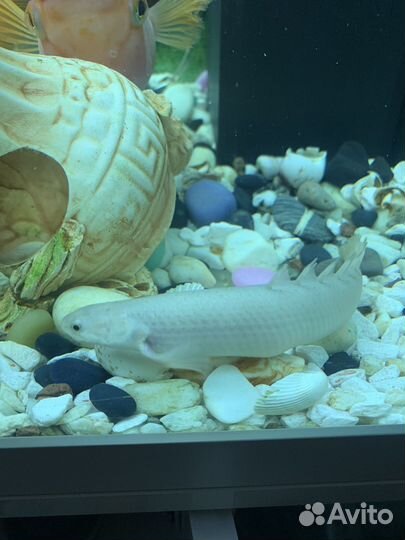 Полиптерус сенегальский