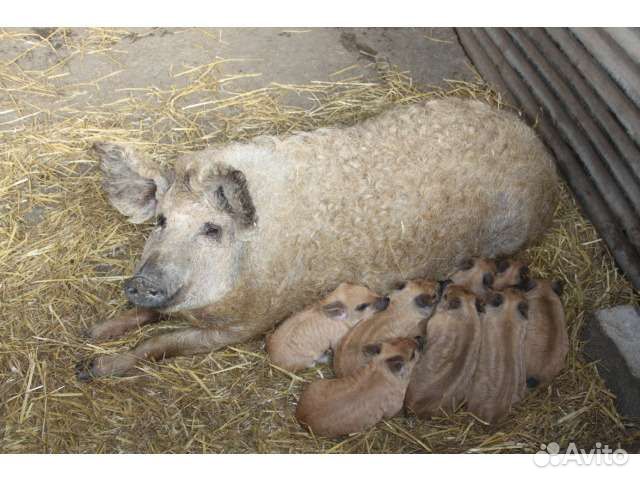 Венгерская мангалица