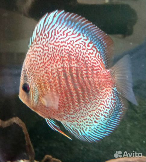 Дискусы взрослые (эрапшены и туркисы)