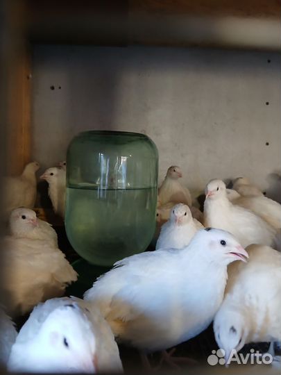 Девочки молодки-техасец утяжеленный 40 дней