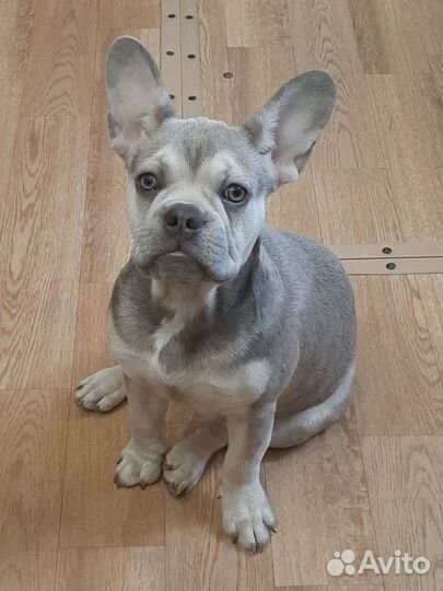 Французский бульдог