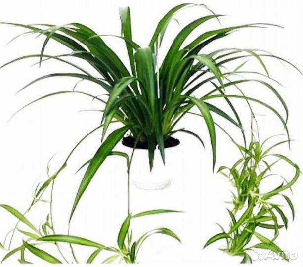 Хлорофитум