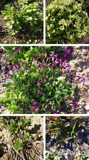 Многолетние растения