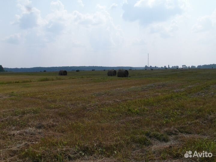 Продам сено (сеянные травы) в рулонах свежий укос