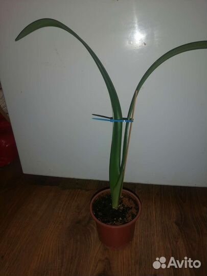 Гиппиаструм