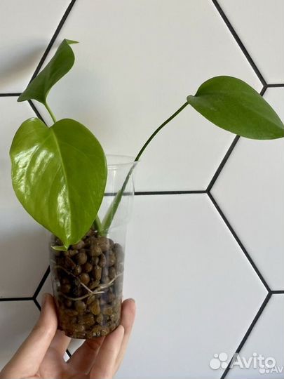 Монстера делициоза