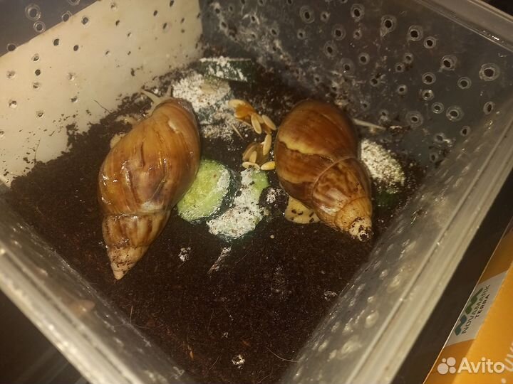 Гигантские улитки