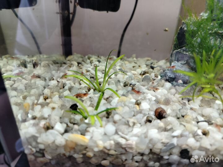 Гуппи, креветки вишни, мелании