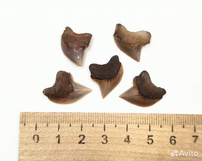 Набор, зубы акулы Squalicorax / Окаменелости