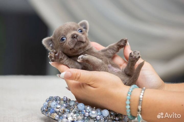 Лиловый гладкошерстный мальчик чихуахуа