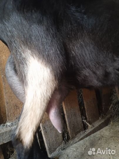 Молодая дойная коза