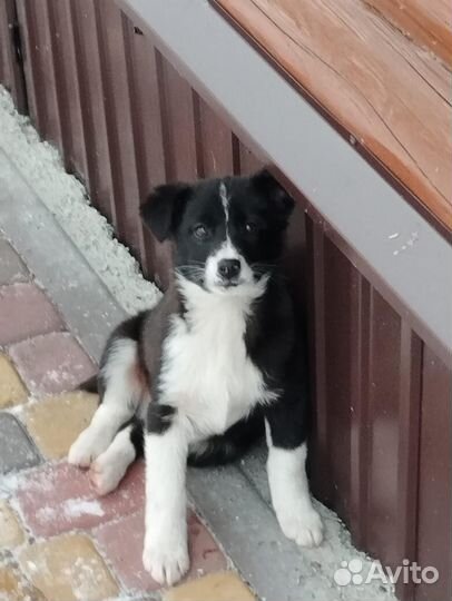 Щенок в добрые руки