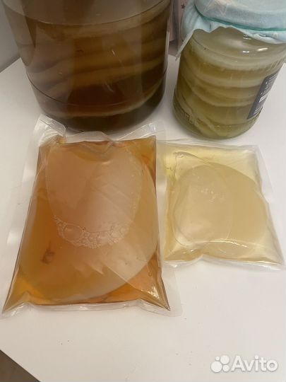 Чайный гриб Комбуча Джун Jun