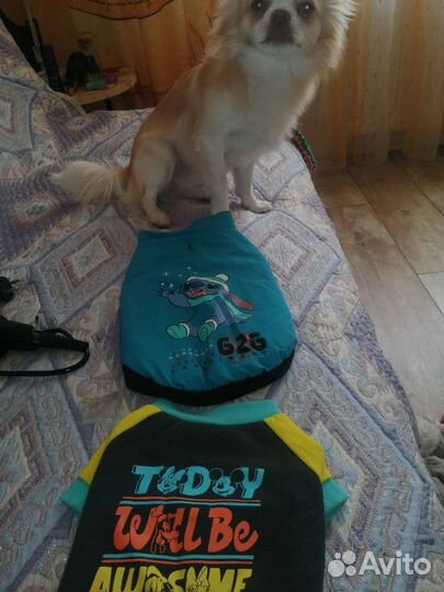 Одежда для собак