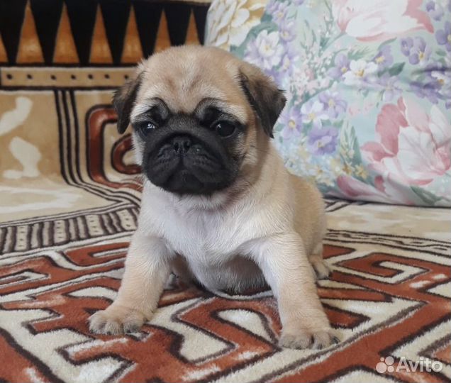 Щенки мопса мальчики