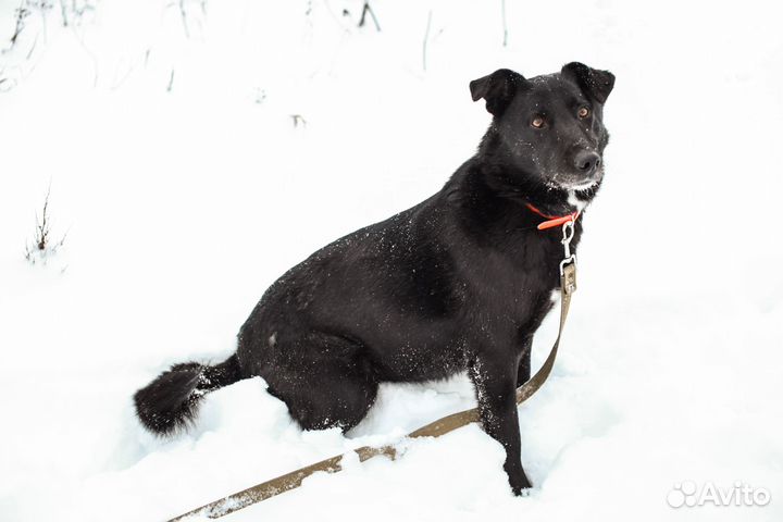 Собака-компаньон