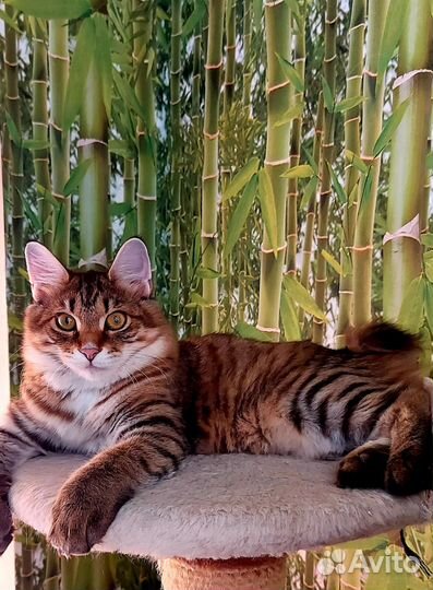 Котята-рысята