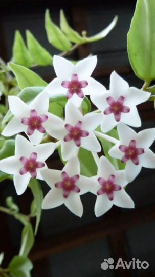 Хойя Белла ампельная и Сеткрезия пурпурная