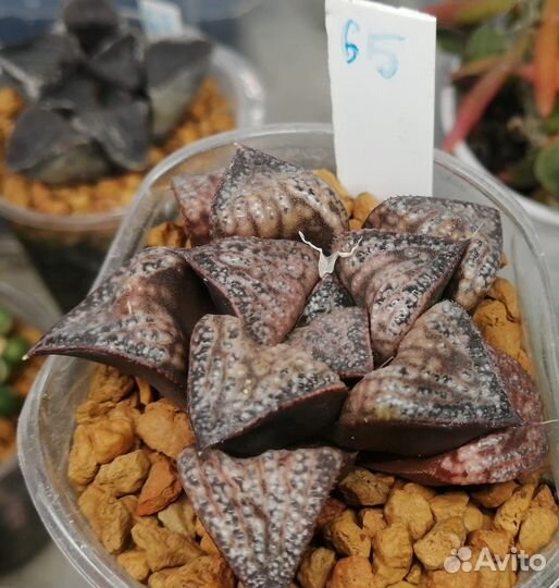 Редкие суккуленты / хавортия V2