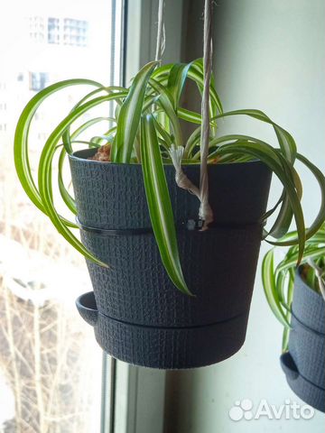 Хлорофитум кудрявый 