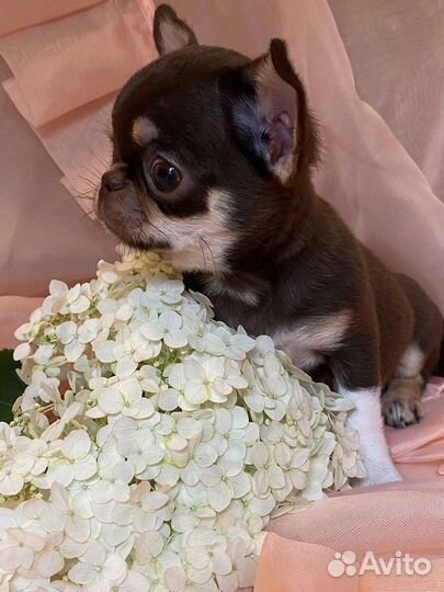 Неземной красоты мини куколки чихуахуа