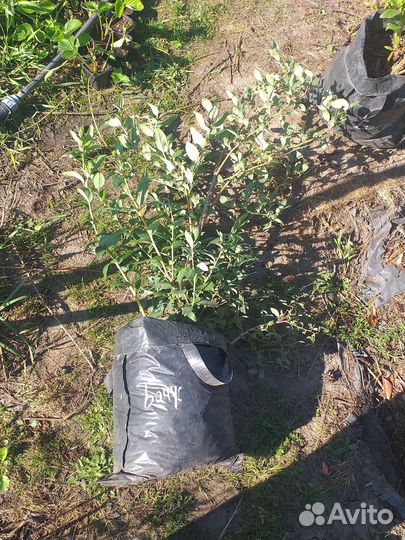 Голубика саженцы