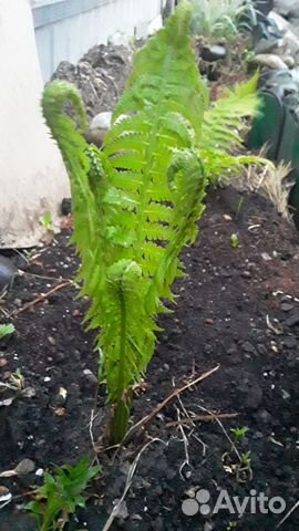 Папоротник садовый