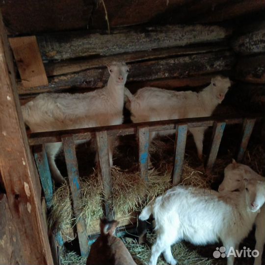 Козлята ламанча