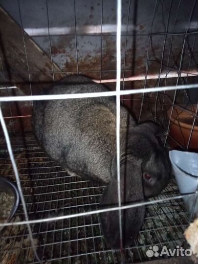 Кролик французский баран