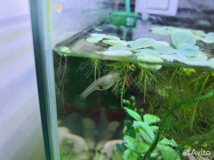 Гуппи (мальки)