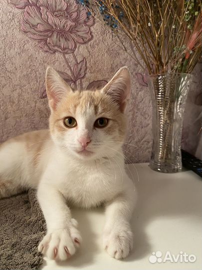 Котята