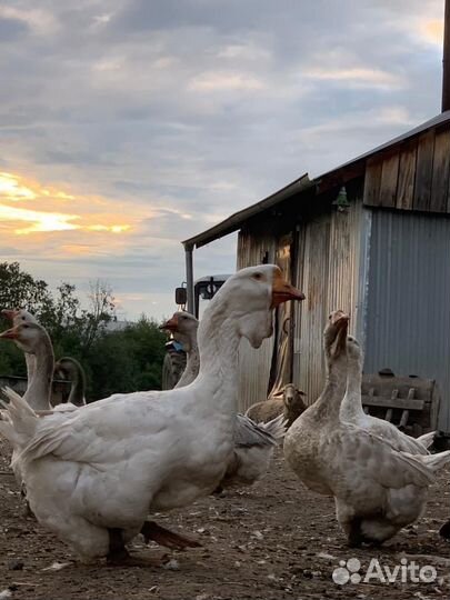 Холмогорские гуси