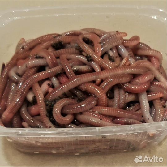 Красный червь