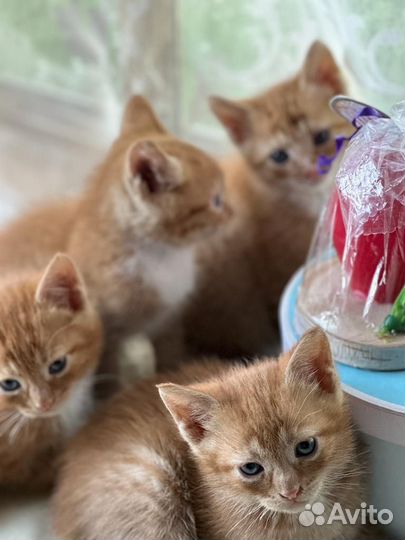 Котята рыжие бесплатно