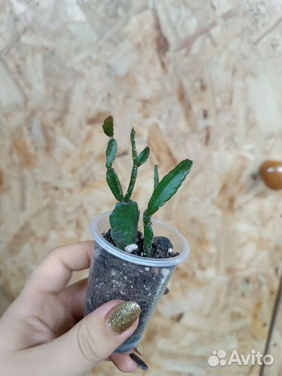 Суккуленты