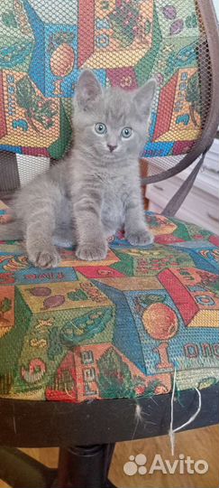 Британская серая кошка