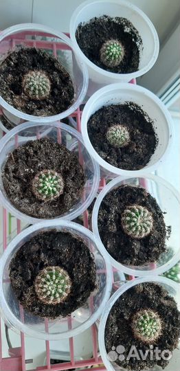 Кактус
