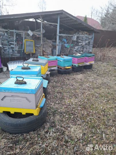 Продается пасека, пчелосемьи, улья, медогонка