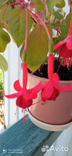 Фуксия сорт Маринка