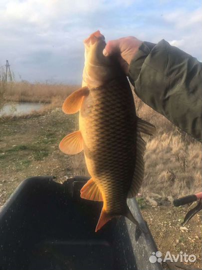 Живая рыба: Карп, Амур, Сазан,Толстолоб карась