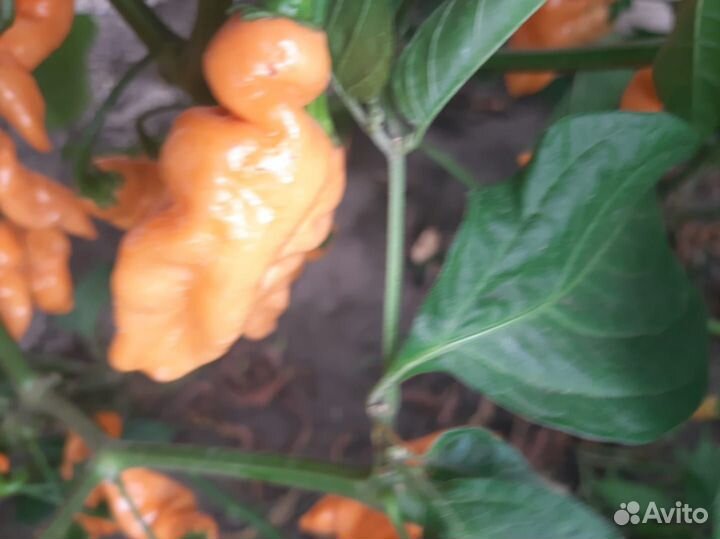 Перчик Carolina reaper