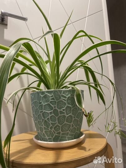 Отростки хлорофитума