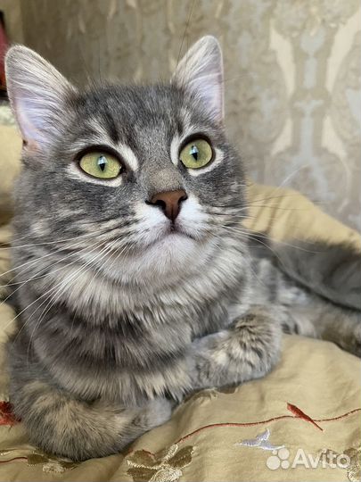 Кошка в дар бесплатно