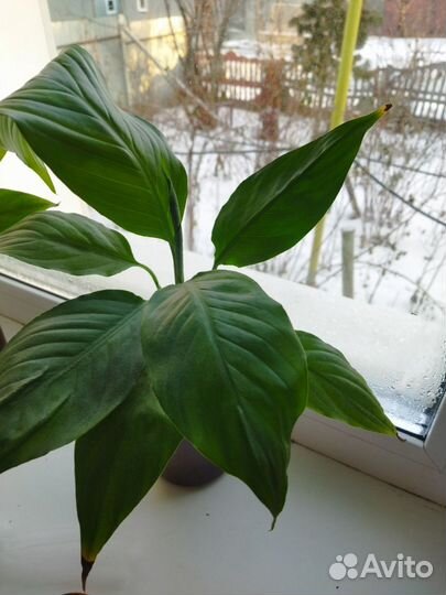 Комнатные растения и цветы