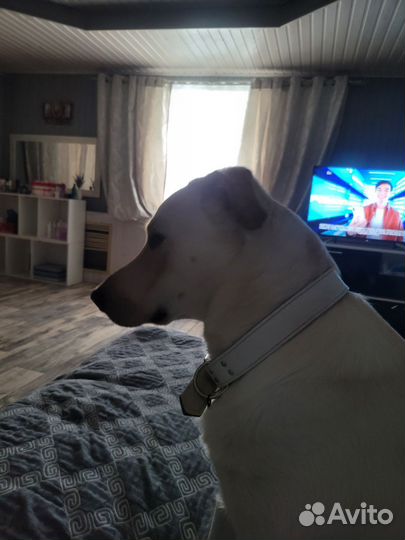 Вязка Лабрадор ретривер