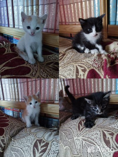 Котята в добрые руки