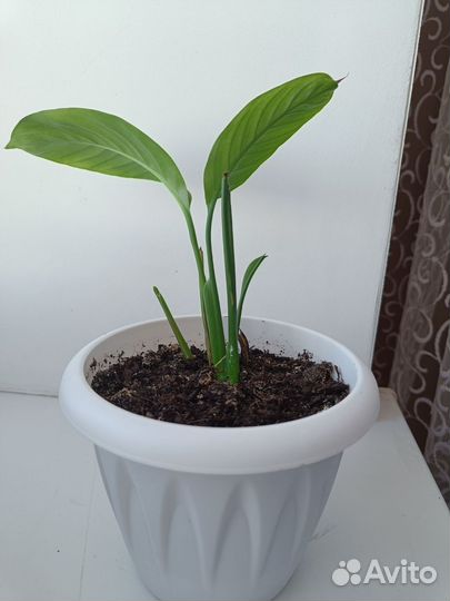 Спатифиллум