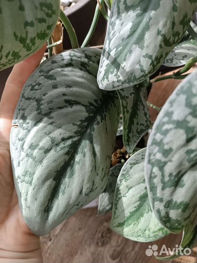 Сциндапсус Треби