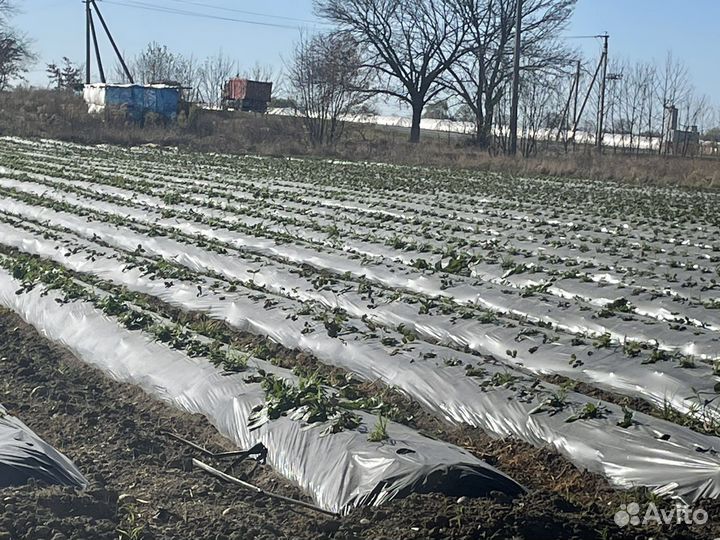 Готовый клубничный бизнес